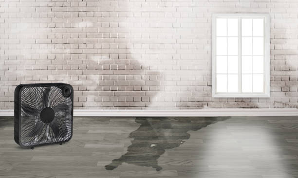 Best Local water damage restoration  in Wiggins, MS
